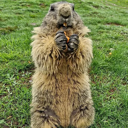 Self-service Berggeist Saas Fee